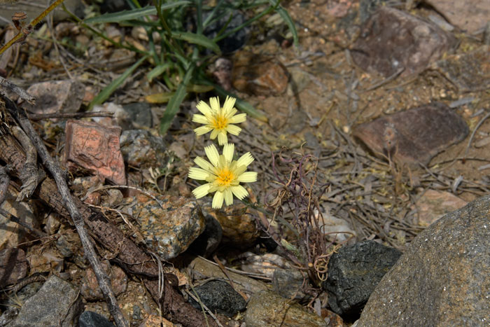 Yellow Tackstem is a winter annual that is found mostly in the Mojave Desert but also in the Colorado River Basin portion of the Sonoran Desert. Calycoseris parryi 